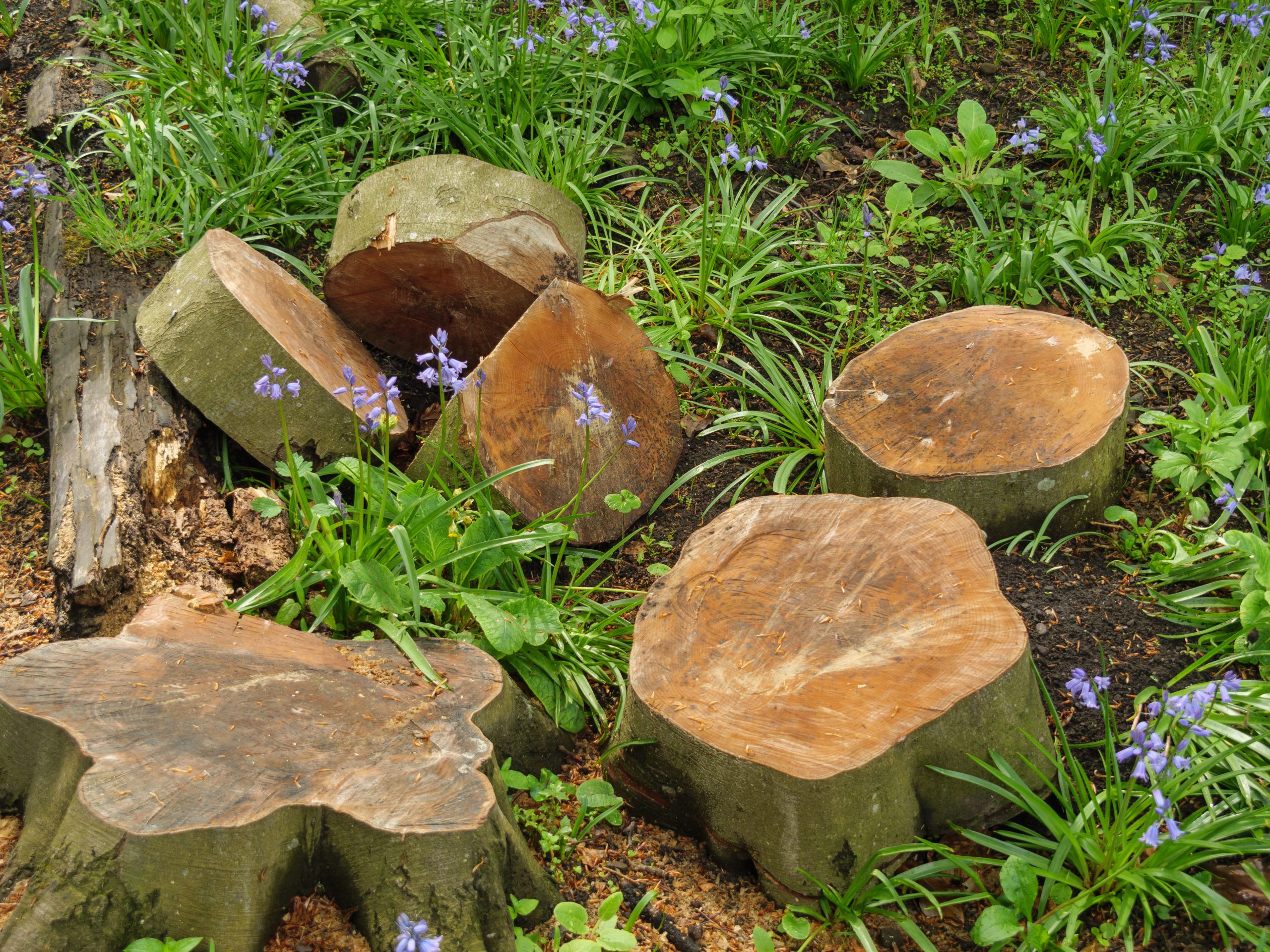 Tree Removal