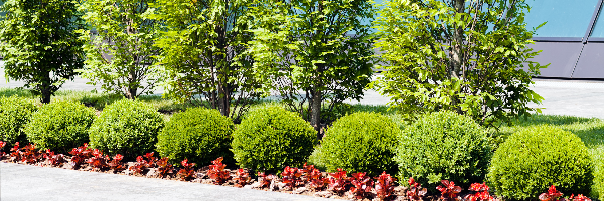 Commercial landscaping (1) Commercial landscaping